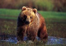 Медведь гризли. Фото и видео североамериканского великана