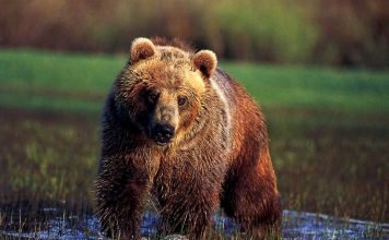 Медведь гризли. Фото и видео североамериканского великана