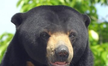Малайский медведь бируанг