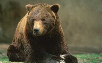 О бурых медведях