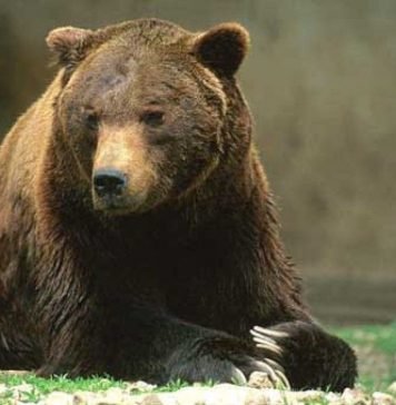 О бурых медведях