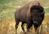 Американский бизон