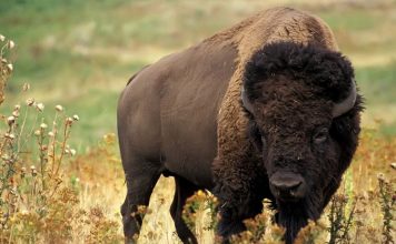 Американский бизон