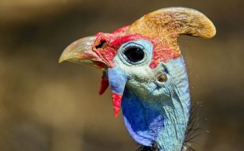 Необыкновенная курица цесарка