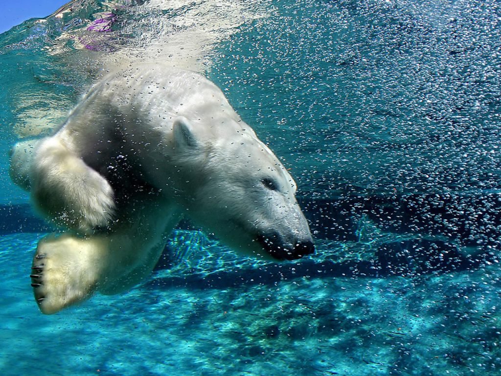 Белый полярный медведь отличный пловец. Ему не страшна холодная воды