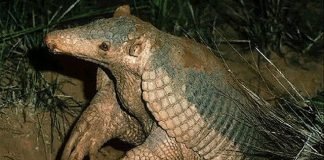 Удивительные животные. Гигантский броненосец