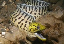 Морская рыба мурена