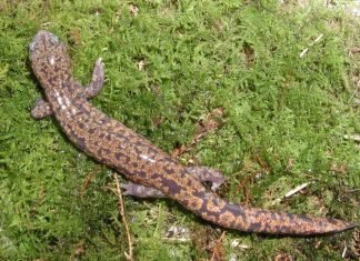 Японская исполинская (гигантская) саламандра