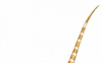 Редкие динозавры. Синозауроптерикс