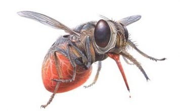 Муха Цеце. Фото опасной иностранки