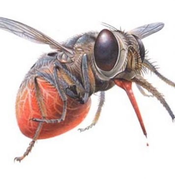 Муха Цеце. Фото опасной иностранки