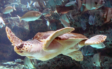 Логгерхед — головастая черепаха