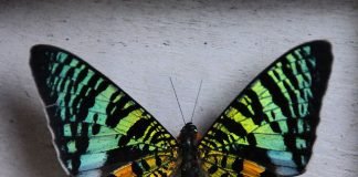 Мадагаскарская бабочка урания