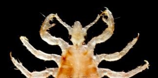 Вошь человеческая