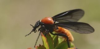 Насекомые с жалом. Кто больней укусит?