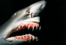 Акула-гоблин. Фото и видео подводного домового