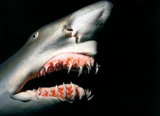 Акула-гоблин. Фото и видео подводного домового