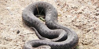 Ядовитые змеи России