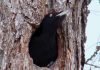 Желна, или черный дятел