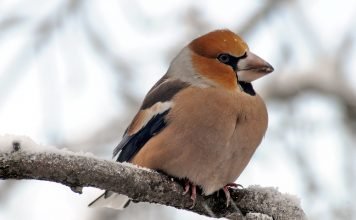 Птица дубонос. Скрытная певчая