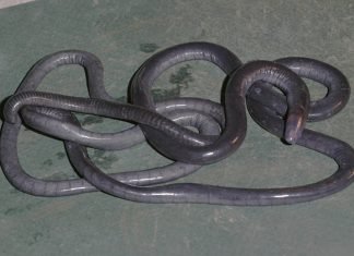 Червяги — отряд безногих земноводных