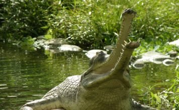 Гавиал. Выжившее древнее животное