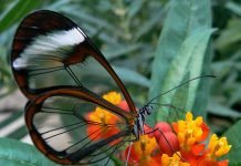 Прозрачные животные