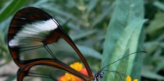 Прозрачные животные