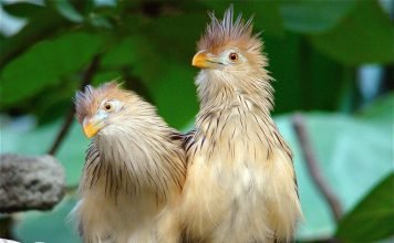 Гуира — кукушка, которая не подбрасывает яйца