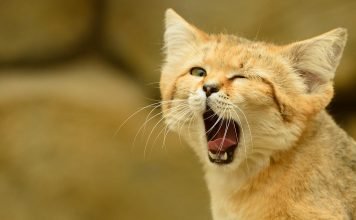 Барханная кошка
