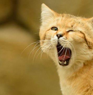 Барханная кошка