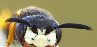 Оса пчелиный волк