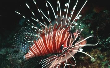 Рыба-лев. Фото подводного царя