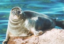 Байкальская нерпа