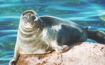 Байкальская нерпа