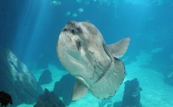 Фото рыбы луны — подводное светило