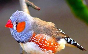 Зебровая амадина