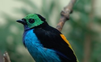 Танагра. Райская птица