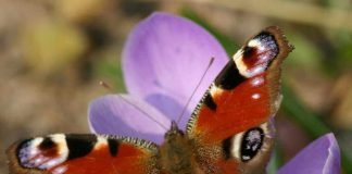 Фото бабочки павлиний глаз