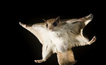 Белка-летяга