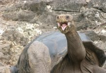 Галапагосская слоновая черепаха