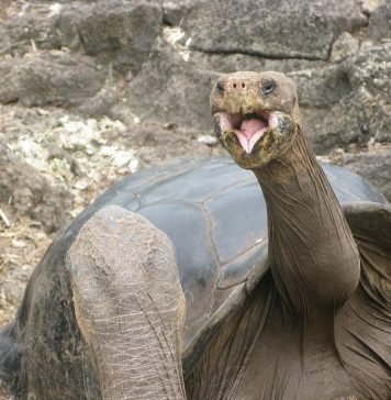 Галапагосская слоновая черепаха