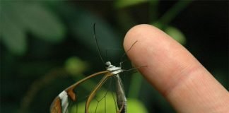 Грета Ото стеклянная бабочка