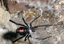 Ядовитые пауки России: страшно красивые!