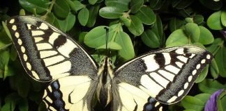 Описание бабочки махаон