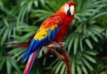 Красный ара