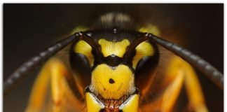 Шершень — хищное насекомое