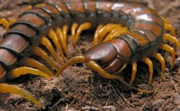 Крымская сколопендра