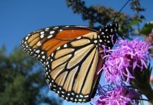 Бабочка данаида монарх