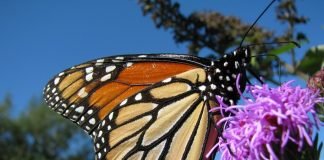 Бабочка данаида монарх